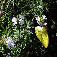 Lemon migrant butterfly Catopsilia pomona