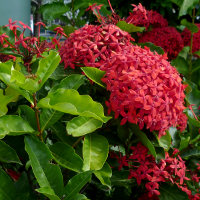 Ixora casei Super King