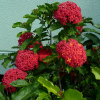 Ixora casei Super King