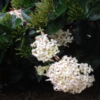 Ixora Frankie Hipp sold in Australia as White Malay