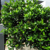 Ixora Frankie Hipp sold in Australia as White Malay