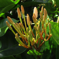 Ixora Frankie Hipp sold in Australia as White Malay