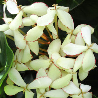 Ixora Frankie Hipp sold in Australia as White Malay