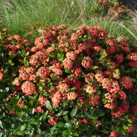 Ixora Maui orange