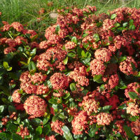 Ixora Maui orange