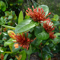 Ixora Maui orange