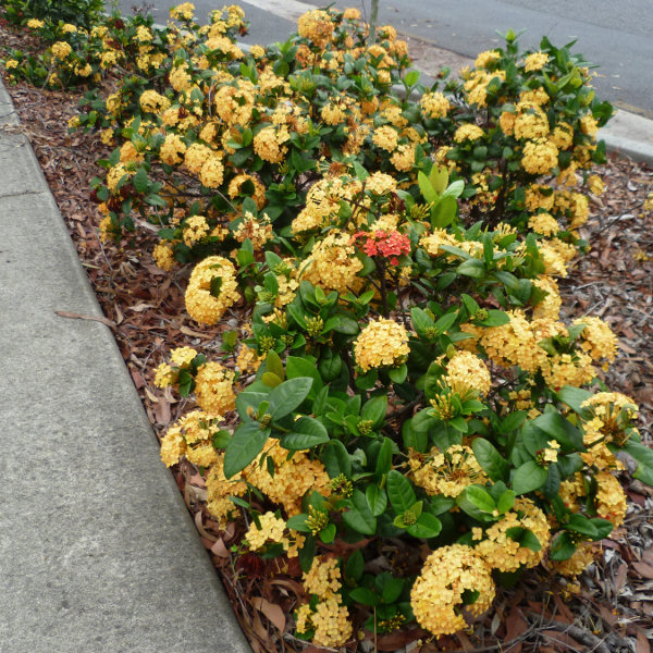 Ixora - Queensland Gardening Pages (Plants & gardens Brisbane & Qld)