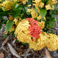 Ixora Maui Yellow