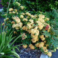 Ixora Maui Yellow