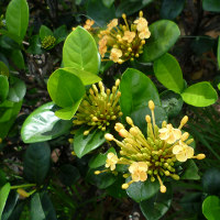 Ixora Maui Yellow