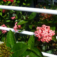 Ixora Pink Malay