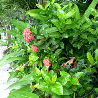 Ixora Pink Malay