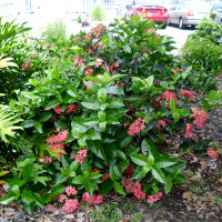 Ixora Pink Malay