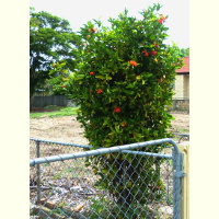 Ixora Prince Of Orange