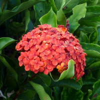 Ixora Prince Of Orange