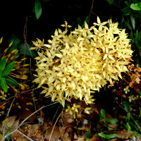 Miniature Ixora possibly Sunshine