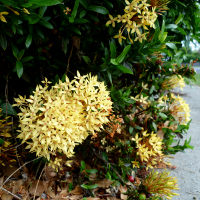 Miniature Ixora possibly Sunshine