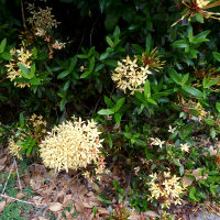 Miniature Ixora possibly Sunshine