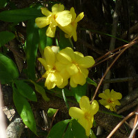 Jasminum mesnyi