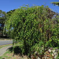 Jasminum mesnyi