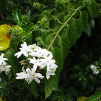 Jasminum multiflorum