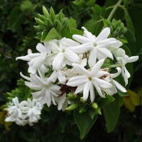 Jasminum multiflorum