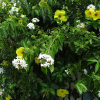 Jasminum multiflorum