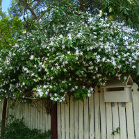 Jasminum nitidum