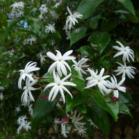 Jasminum nitidum