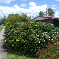 Jasminum nitidum