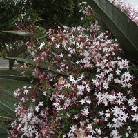 Jasminum polyanthum