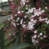 Jasminum polyanthum