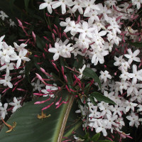 Jasminum polyanthum