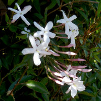 Jasminum polyanthum