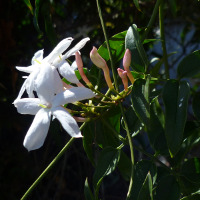 Jasminum polyanthum