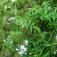 Jasminum polyanthum