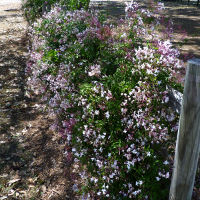 Jasminum polyanthum