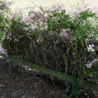 Jasminum polyanthum