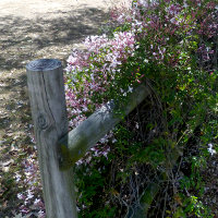 Jasminum polyanthum