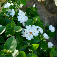 probably Jasminum sambac Maid of Orleans