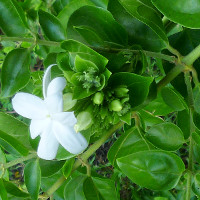 probably Jasminum sambac Maid of Orleans