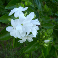 probably Jasminum sambac Maid of Orleans