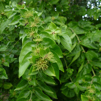 probably Jasminum sambac Maid of Orleans