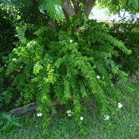 Jasminum identity uncertain