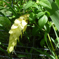 Justicia brandegeana yellow