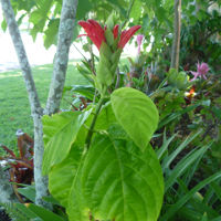 Pachystachys coccinea