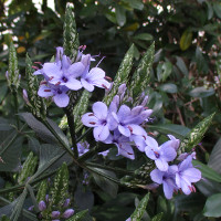 Eranthemum pulchellum