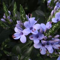 Eranthemum pulchellum