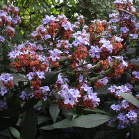 Eranthemum pulchellum