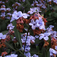 Eranthemum pulchellum